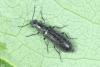 Dasytinae inconnu